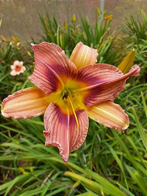 Hemerocallis Hibrido 1029