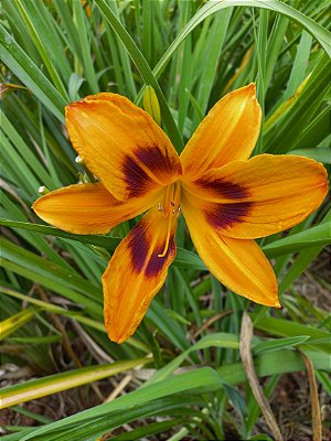 Hemerocallis Hibrido 1030