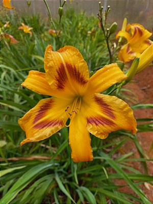 Hemerocallis Hibrido 1033