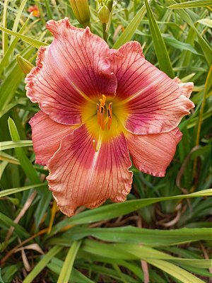 Hemerocallis Hibrido 1034