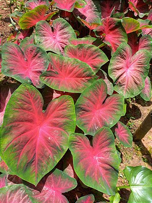 Caladium C5 bulbo pequeno