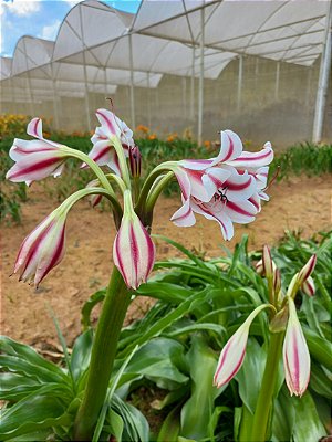 Lírio Crinum acucena