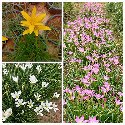 KIT LIRIO DO VENTO 1 AMARELO 2 ROSA E 3 BRANCO