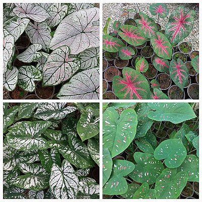 Kit caladium com quatro variedades bulbo pequeno