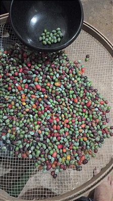 kit sementes de podocarpo com 500 unidades