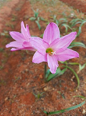 LIRIO DO VENTO ROSA GIGANTE COM 5 UNIDADES