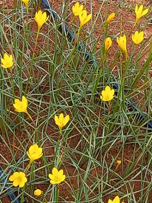 LIRIO DO VENTO AMARELO CITRINO COM 5 UNIDADES