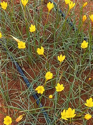 LIRIO DO VENTO AMARELO CITRINO COM 10 UNIDADES