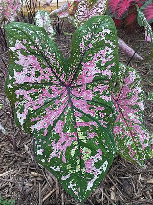 Caladium C6 bulbo pequeno