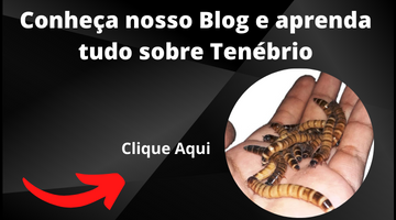 Conheça tudo sobre tenebrio