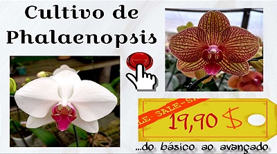 Apostila de Phalaenopsis