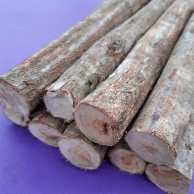 Tronco de Sansão do Campo 15 Centímetros