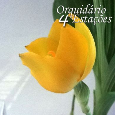 Orquídea angulocaste Joyce - NBS
