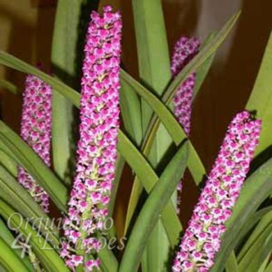 Orquídea Arpophyllum giganteum - NBS