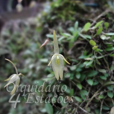 Orquídea Barbosella Australlis - AD