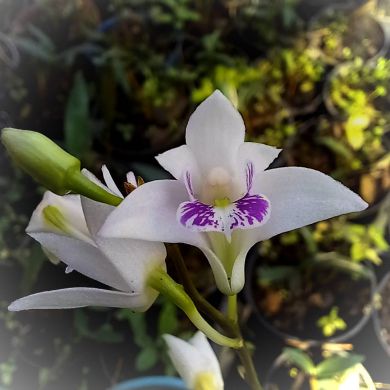 Orquídea Dendrobium kingianum semi-albo - NBS