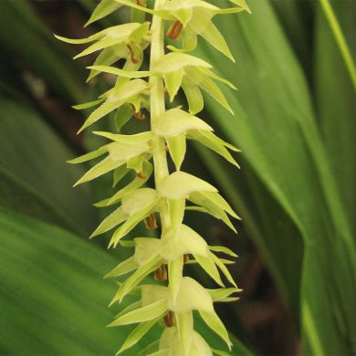 Orquídea Dendrochilum magnum - Adulta
