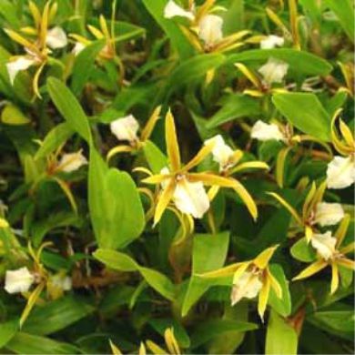 Orquídea Dinema polybulbon - Adulta