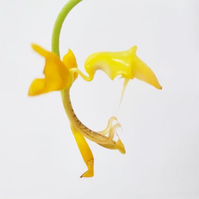 Orquídea Gongora flaveola - Adulta