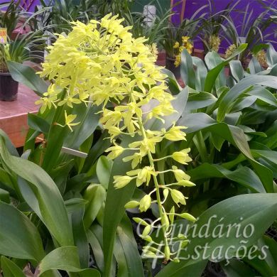 Orquídea Grammatophyllum scriptum - 30cm