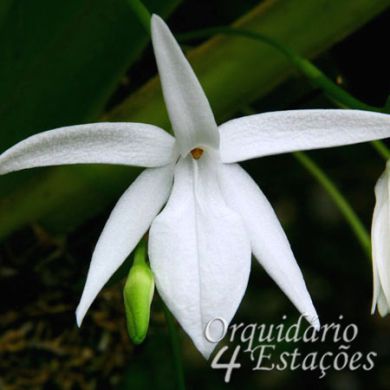 Orquídea Jumellea sagittata - Adulta