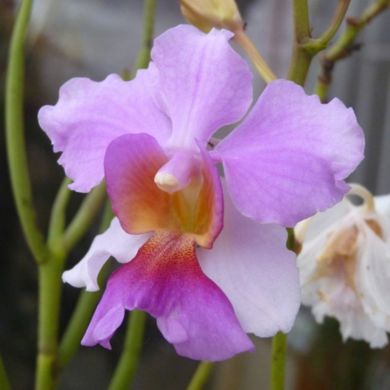 Orquídea Papilionanthe teres - 40cm