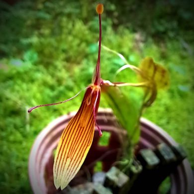 Orquídea Restrepia brachypus - Adulta