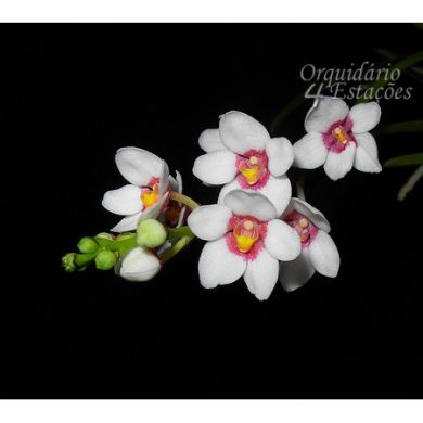 Orquídea Sarcochilus hartmannii - 12cm