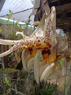 Orquídea Stanhopea tigrina - 15cm