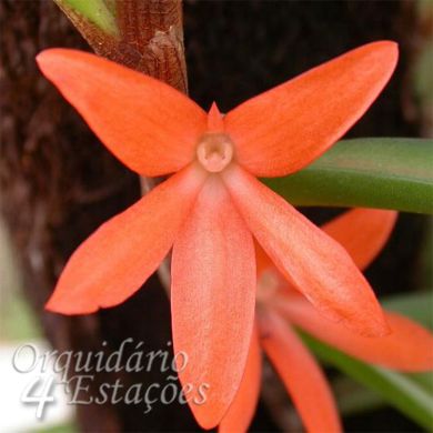 Orquídea Ceratostylis rubra - Divisões de 3 bulbos
