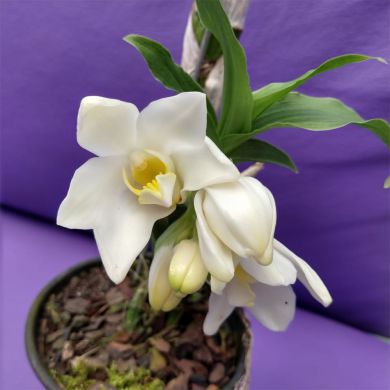 Orquídea Chysis Alba - 8cm