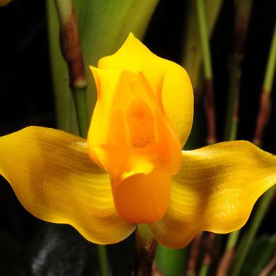 Orquídea Lycaste aromatica - 8cm