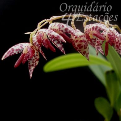 Orquídea Pleurothallis restrepioides - 15cm