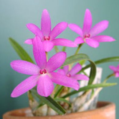 Orquídea Sophronitella violacea - Adulta