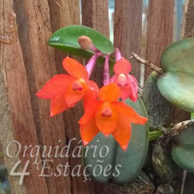 Orquídea Sophronitis Cernua - Adulta
