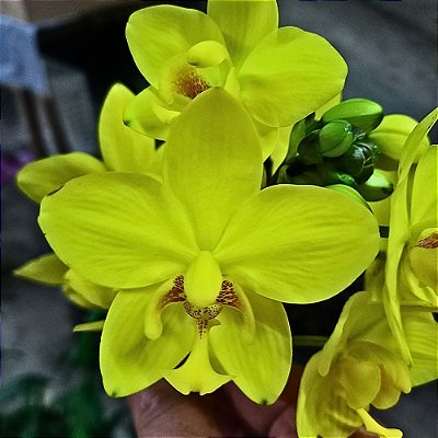 Orquídea Spathoglottis Amarela kimballiana - Adulta