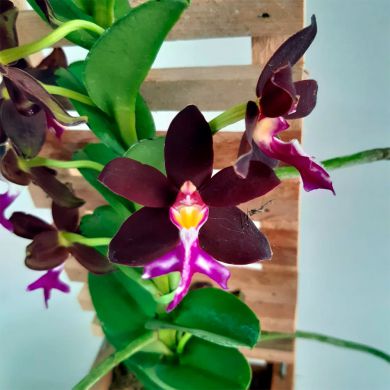 Orquídea Trichoglottis atropurpurea - 30cm