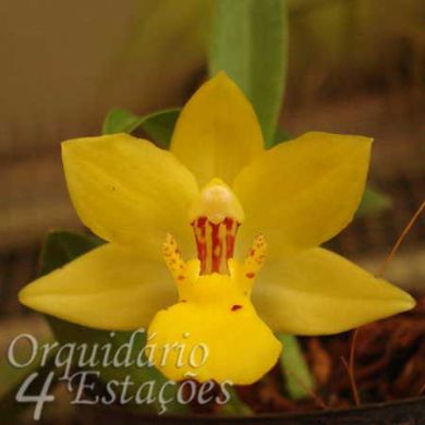 Orquídea Promenaea xanthina - Adulta