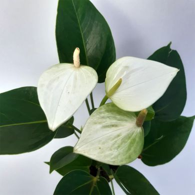 Antúrio branco - Pote 9 - 20/25cm
