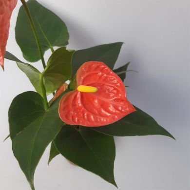 Antúrio Laranja - 30cm