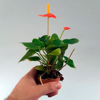 Antúrio Mini Laranja - Pote 06 - 15cm