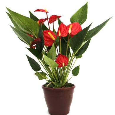Antúrio mini vermelho - 15cm