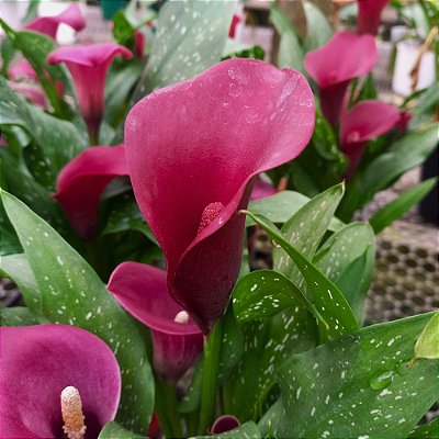 Calla vinho - Zantedeschia aethiopica