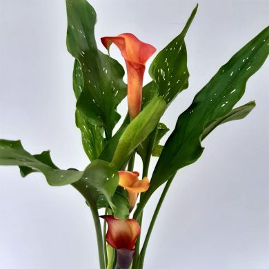 Calla Laranja - Zantedeschia aethiopica