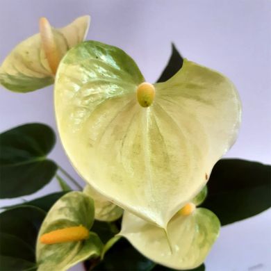 Antúrio amarelo - 20cm