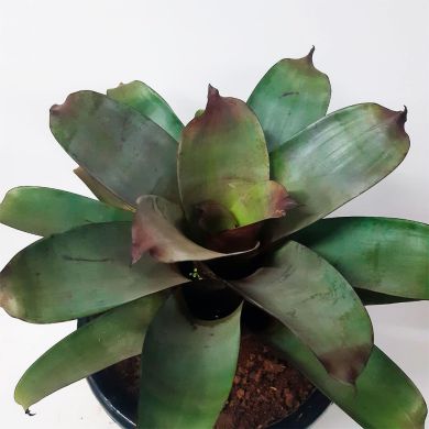 Bromélia Alcantarea imperialis - 40cm
