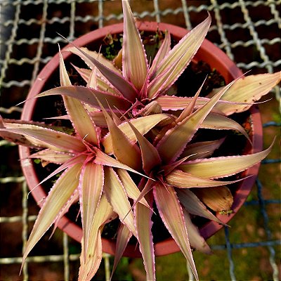Bromélia Cryptanthus acaulis - 15cm