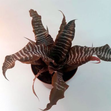 Bromélia Cryptanthus zonatus - 15cm