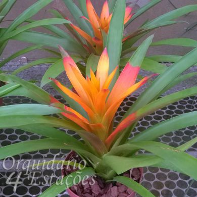 Bromélia Guzmânia Orange - 30cm