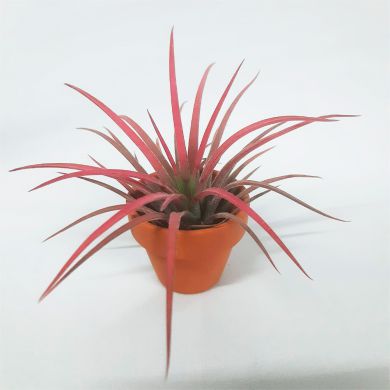 Bromélia Tillandsia ionantha - 7cm